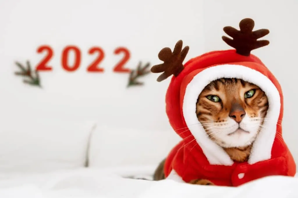 Dropshipping 2022: Tipps und Tricks für den Erfolg