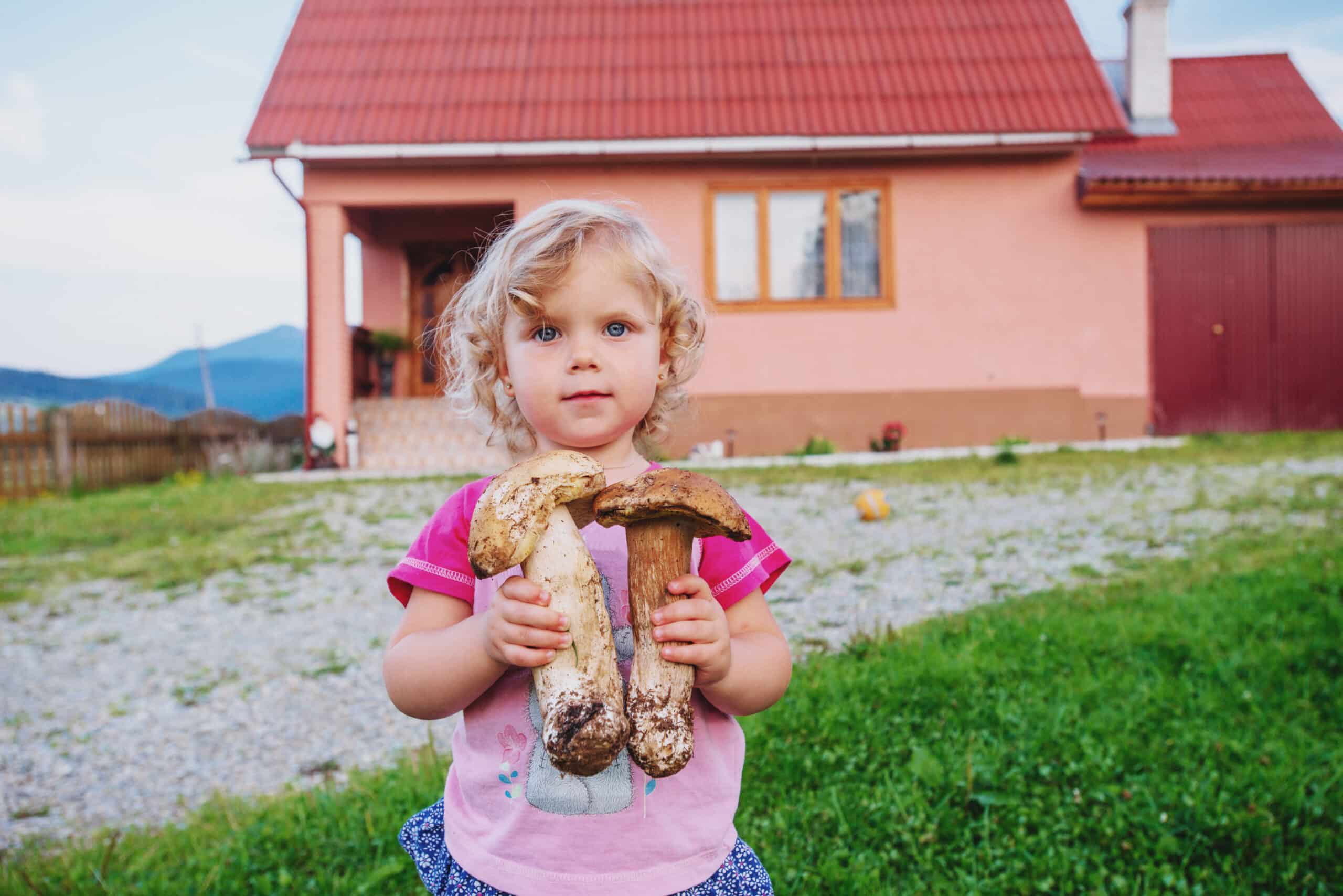 Livres de cueillette de champignons générés par IA : la vie et la mort envahissent Amazon