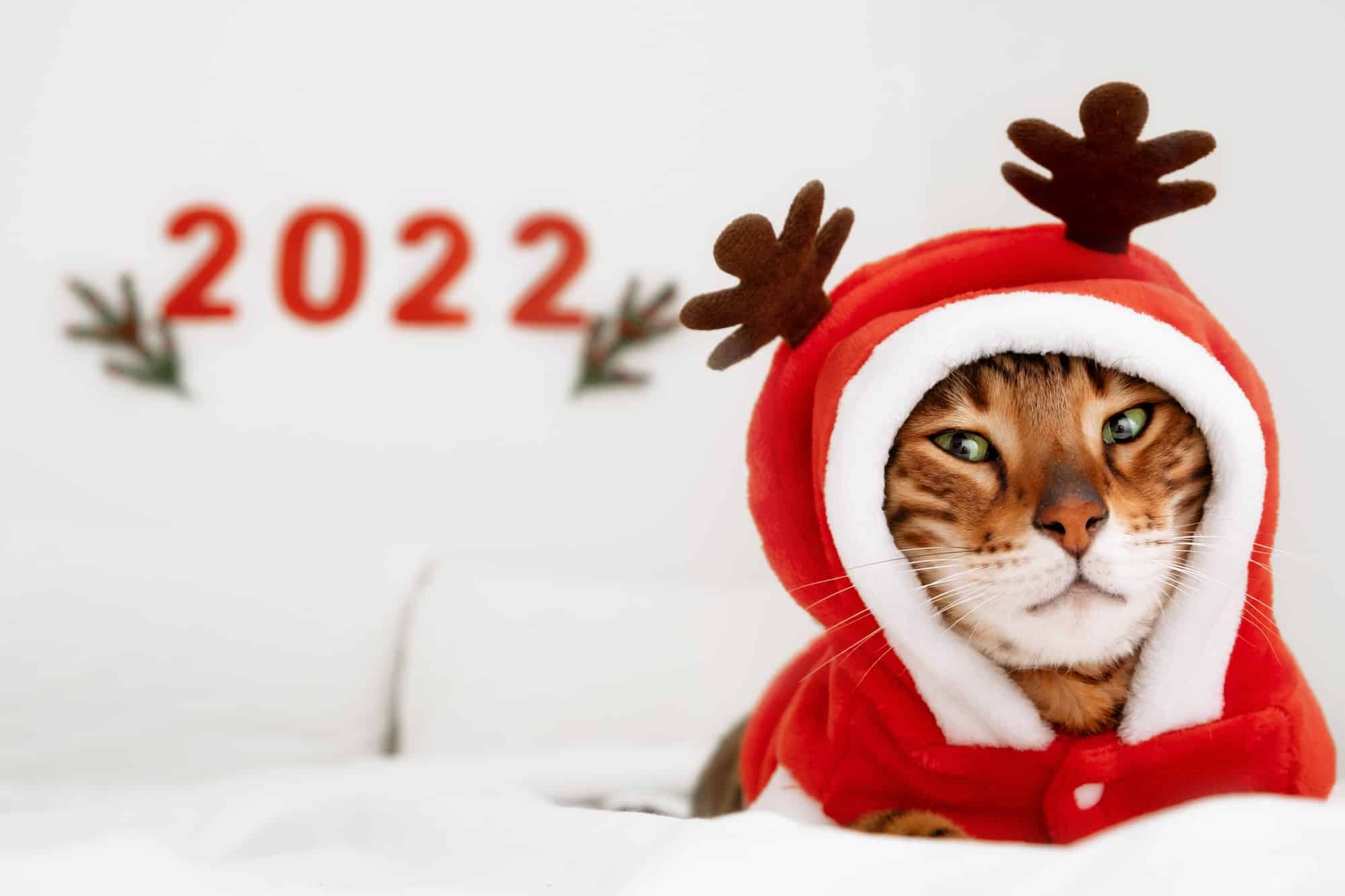 Dropshipping 2022: tips and tricks for success
